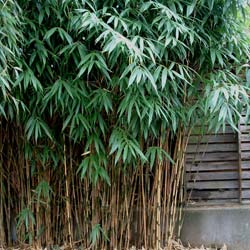 Bamboo Sasa Japonica